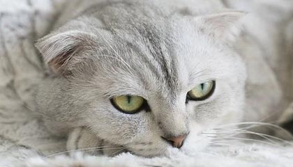 米兰冬奥组委揭晓火炬手阵容:谷爱凌、巩晓彬、张志磊在内